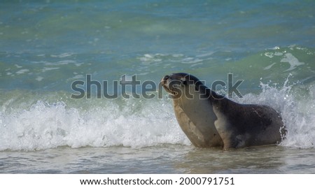 splashing waves on a Seal on kangaroo island 
