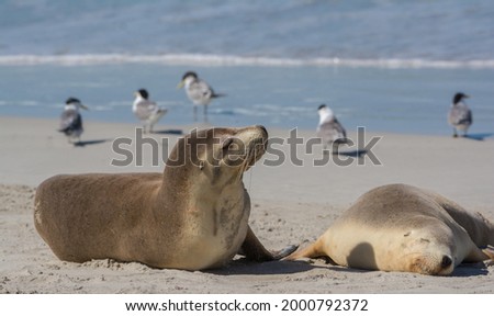kangaroo island seals resting on a beach