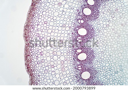 Root plant show root vascular tissue under light microscope view for education. Royalty-Free Stock Photo #2000793899