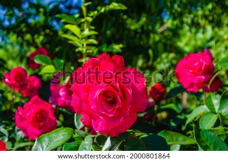 Red roses in large numbers on the bush in summer.