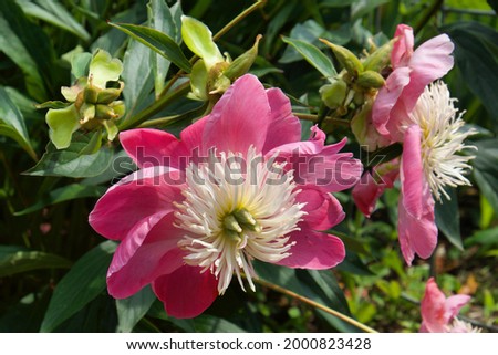 Paeonia lactiflora 'Wladyslawa'  in flower