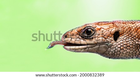 Banner with face of brown lizard with its tongue sticking out isolated on the light green background.Macro portrait of lizard in wildlife close up.Funny reptile in natural habitat.Copy space for text