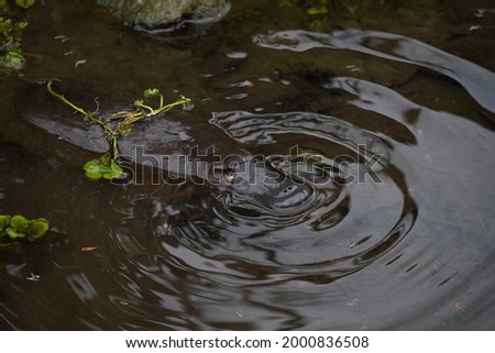 Platypus in a creek in Tasmania