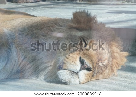 Photo portrait of an animal. A huge lion is sleeping peacefully, well-fed and warmed by the sun. A monstrous shaggy muzzle.