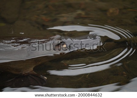 Platypus in a creek inTasmania