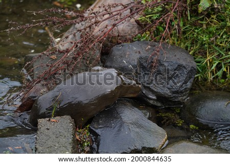 Platypus in a creek inTasmania