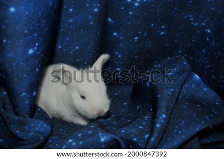 Little white rabbit on dark blue starry background. Fantasy concept.