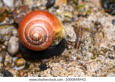 The white-lipped snail or garden banded snail (Cepaea hortensis) red orange Royalty-Free Stock Photo #2000848442