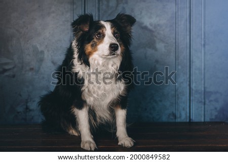Border Collie puppy studio portrait