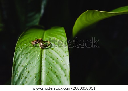 Selective focus of wedding rings on the green leaf