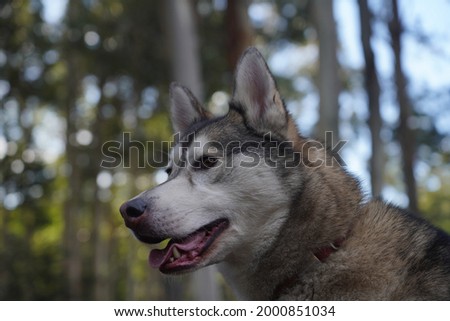 Portrait of a husky dog 