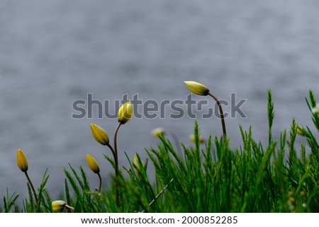 Beautiful yellow tulip flower fresh spring morning on nature on soft blue river background, macro. Spring template, elegant amazing artistic image, free space. Red book flowers