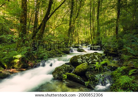 Pristine stream in forest. River Sesin in the Natural Park of As Fragas do Eume in Galicia, Spain. Royalty-Free Stock Photo #2000852306