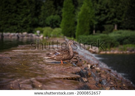 Mallard duckling on the riverbank