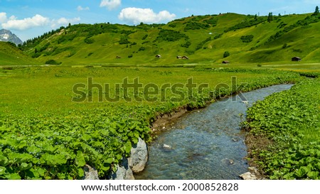 a stream flows through flowered colored meadows in the alps of Bregenzerwald, Austria, with steep slopes with trees and pastures and wooded alpine farmhouses on a sunny summer day with veil clouds. 