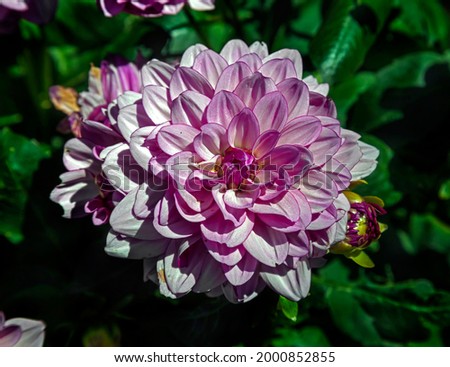 View of dahlia in the garden. Variety - Seduction
 Royalty-Free Stock Photo #2000852855