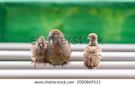 Close up image of a mother bird and two newborn baby birds
