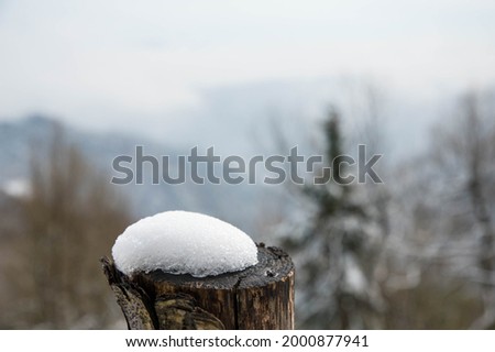 Snow Melting on a Tree Stump