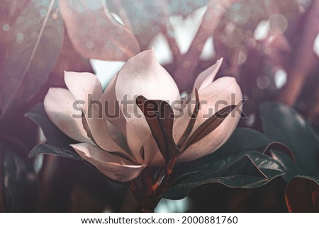 beautiful white magnolia against the backdrop of green leaves on a tree on a warm rainy day