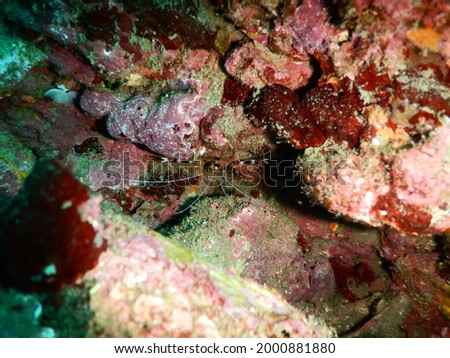 Brightly colored banded coral shrimp