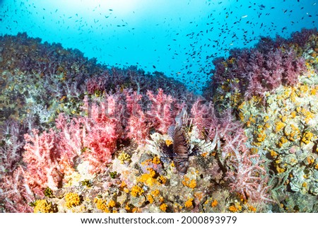 A coral reef is an underwater ecosystem characterized by reef-building corals. 