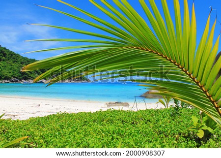 bright green palm leaf on the beach on the azure ocean with white sand. High quality photo