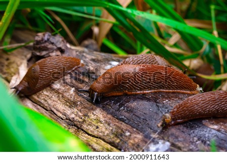 Close up view of common brown Spanish slug on wooden log outside. Big slimy brown snail slugs crawling in the garden Royalty-Free Stock Photo #2000911643