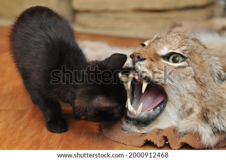 Cute black kitten sniffs a stuffed lynx