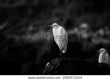 white crane bird standing quite on sea shore rocks Looking for its .Black and white picture