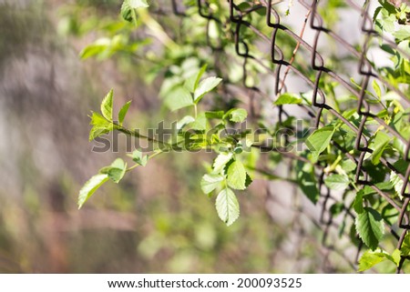 Steel wire mesh fence with trees.