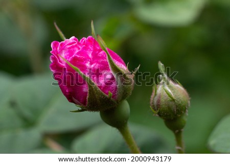 blooming with a butt of a garden rose. closed and blossoming buds on a background, close up. rosa gallica