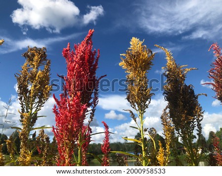 These colorful flowers grow in a flower garden, one of the tourist attractions in Sintang, the colors are very attractive and very beautiful to take pictures of