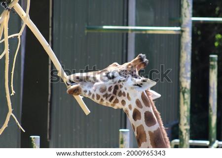 Head shot of a giraffe licking a branch