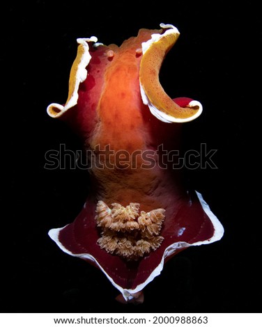 A giant nudibranch (sea slug) - Spanish Dancer - Hexabranchus sanguineus is "dansing" in the night. Underwater world of Tulamben, Bali, Indonesia.
