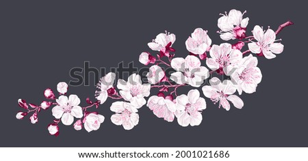 Vector branch with spring sakura flowers. Realistic fruit tree, fading cherry. Detailed hand drawn clip art isolated on dark background for postcard, advertisement, social media posts, textile design