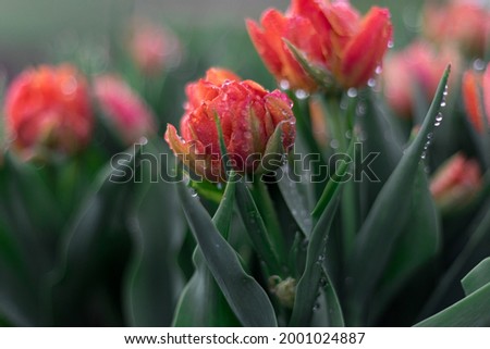 Tulip garden blooming on season and filed fill full colorfull of flowers.