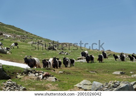 Herd of Valais Blackneck goats in an alpine meadow