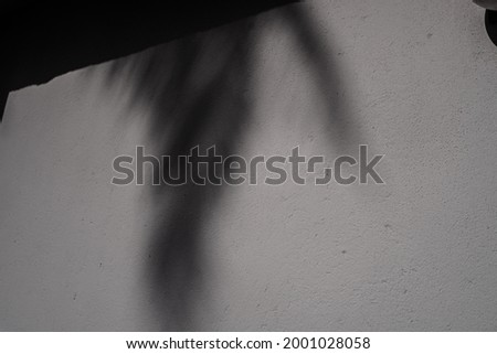 Interesting tropical background, shadows of palm leaves on a light wall background.