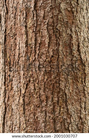 Embossed texture of the bark of oak. photo of the oak texture.