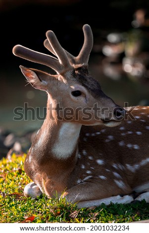 Close up picture of a deer