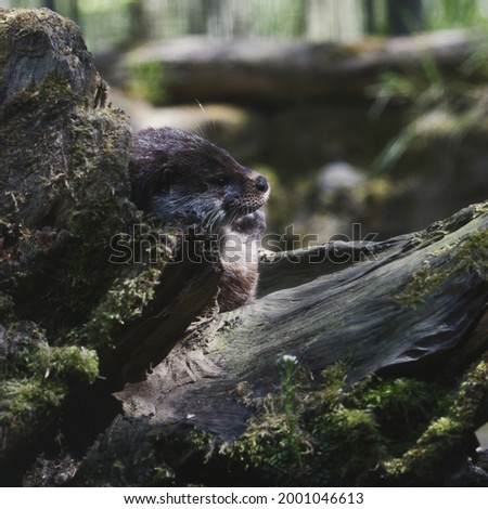 an otter laying in a tree