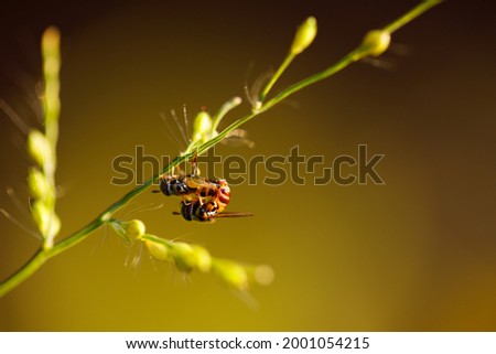 closeup of Bee on the grass
