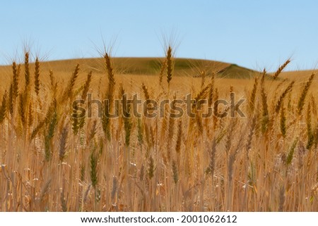Farmland Agriculture Wheat field with close up