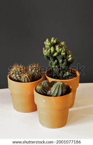 cactuses in a pot.  The concept of a flower shop. A set of photos for a site or catalogue. Work florist.