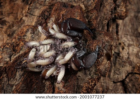 female Chaerilus Celebensis scorpion carrying her new cub on her back, Chaerilus Celebensis scorpion, a scorpion holding a baby, mini barks scorpion