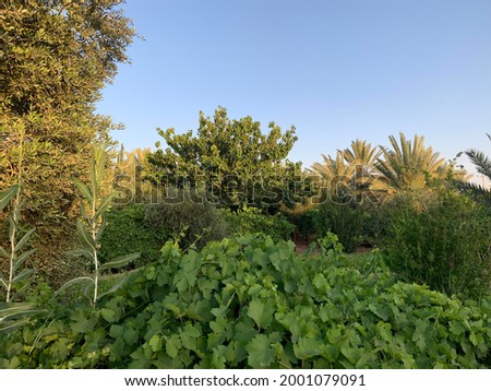 A combined picture of trees, plants, sun and plantings