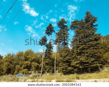 Forest plants touches sky sun are long and beautiful in Cyan, magenta look in kashmir jammu and kashmir. Trees are good source of fresh atmosphere and healthy environment