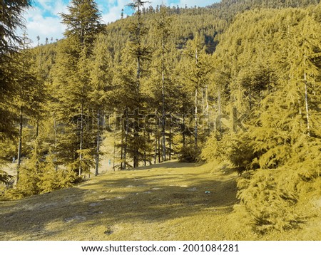 Forest plants touches sky sun are long and beautiful in Cyan, magenta look in kashmir jammu and kashmir. Trees are good source of fresh atmosphere and healthy environment