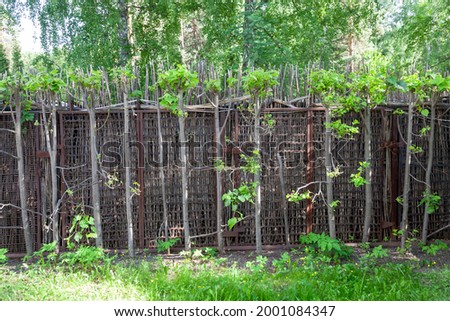 Woven Wooden Fence A wooden fence, woven from birch branches, in a lush green forest. Shallow depth of field. Fence wicker bush stock pictures, royalty-free photos  images