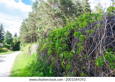Hello sunshine - forest nature garden summer stock pictures, royalty-free photos  images. Fresh meadow landscape. Fence from bushes.